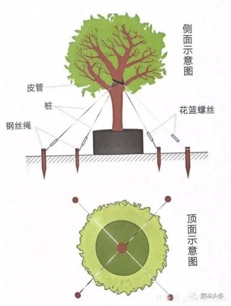 容器苗怎么固定才能防止傾倒？(圖4)