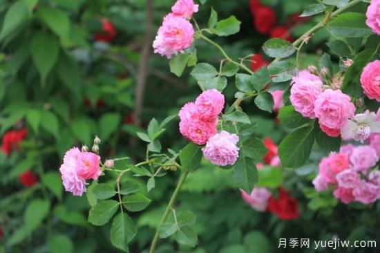 玫瑰、月季、薔薇如何區(qū)別？3個(gè)方法很簡(jiǎn)單(圖3)