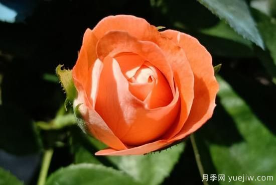 玫瑰、月季、薔薇如何區(qū)別？3個(gè)方法很簡(jiǎn)單(圖4)