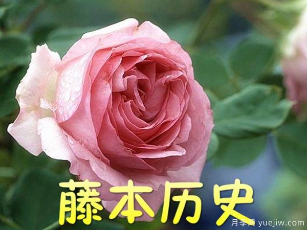 藤本歷史月季(圖1)