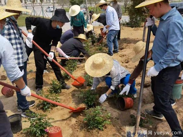 捐贈120個品種1200株月季，感恩母校河南農(nóng)業(yè)大學情(圖1)