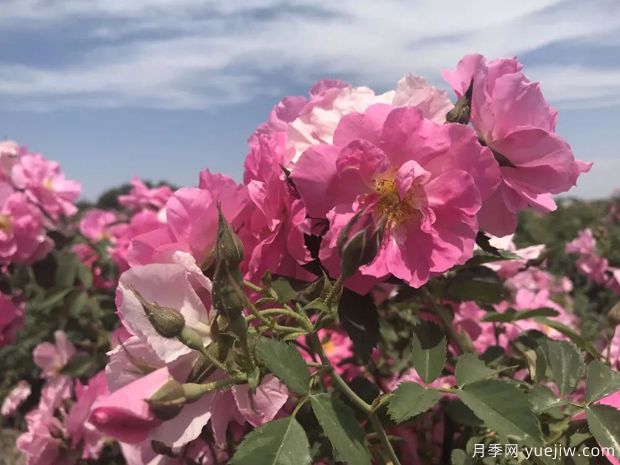 烏魯木齊玫瑰市花文化和月季景觀(圖1)