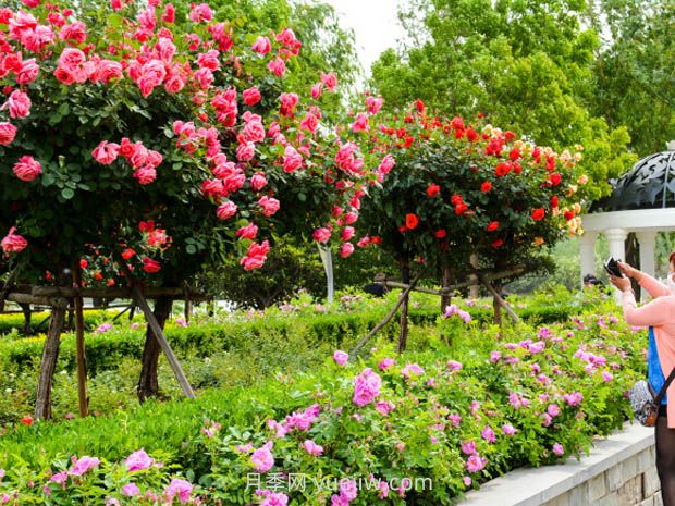 堅韌不屈的月季，幾十個城市的市花(圖3)