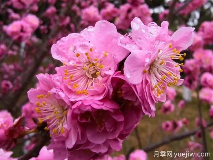 冬季里***耐寒的15種花卉，***耐寒的花推薦(圖1)