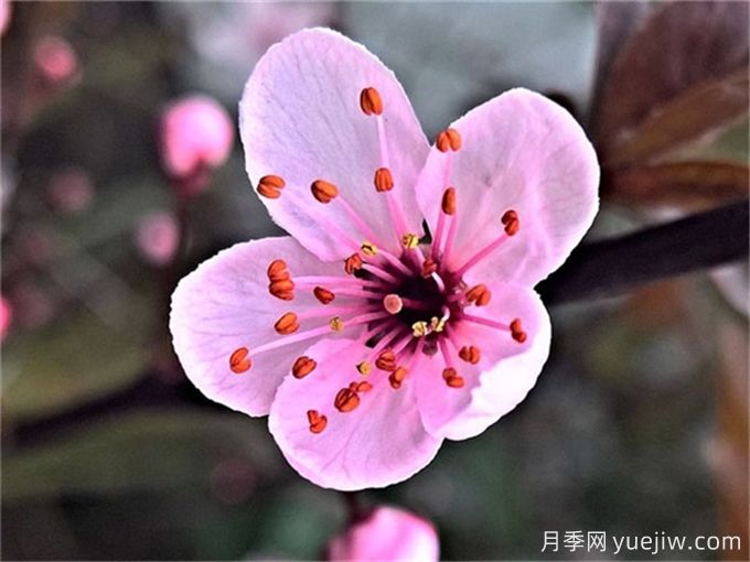 冬季里***耐寒的15種花卉，***耐寒的花推薦(圖2)