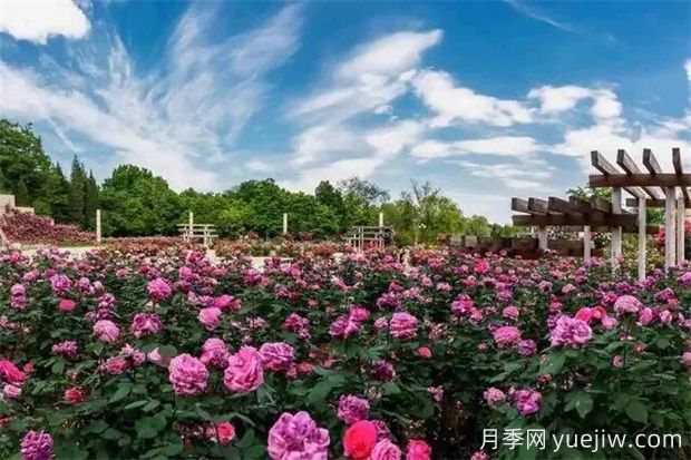 石家莊植物園20萬株月季花開成海(圖1)